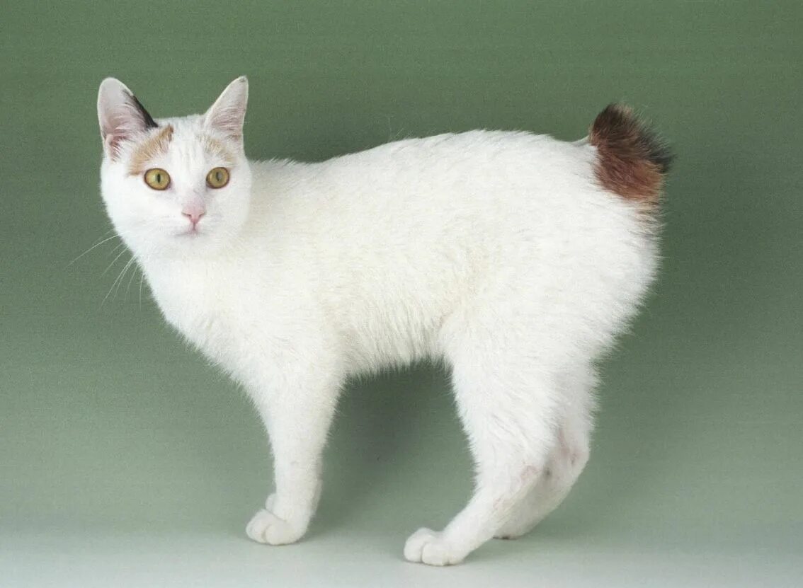 Рассмотрите фотографию кошки породы японский бобтейл. Японский бобтейл. Японский бобтейл кошка. Японский бобтейл короткошёрстный. Порода кошек японский бобтейл.