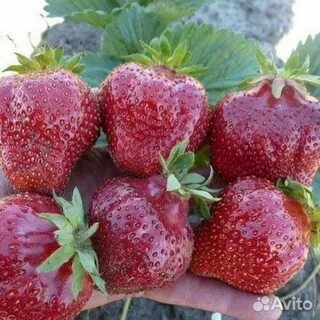 Клубника мисс вселенная описание