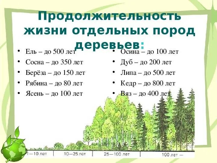 Сколько растет 1 дерево. Продолжительность жизни деревьев дуб береза. Срок жизни деревьев таблица. Продолжительность деревьев таблица. Длительность жизни деревьев в таблице.