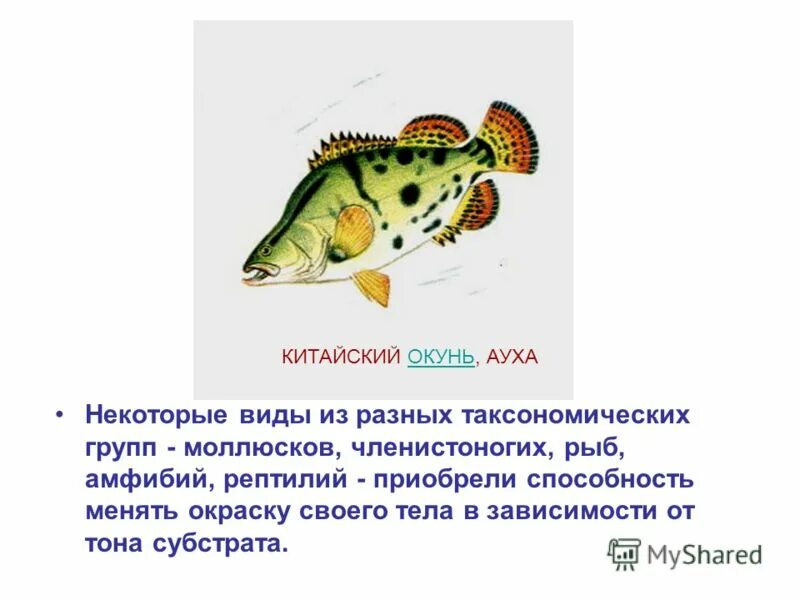 Ауха рыба красная книга. Дальневосточный окунь ауха. Рыба ауха китайский окунь. Окунь ауха амур. Китайский окунь ауха.