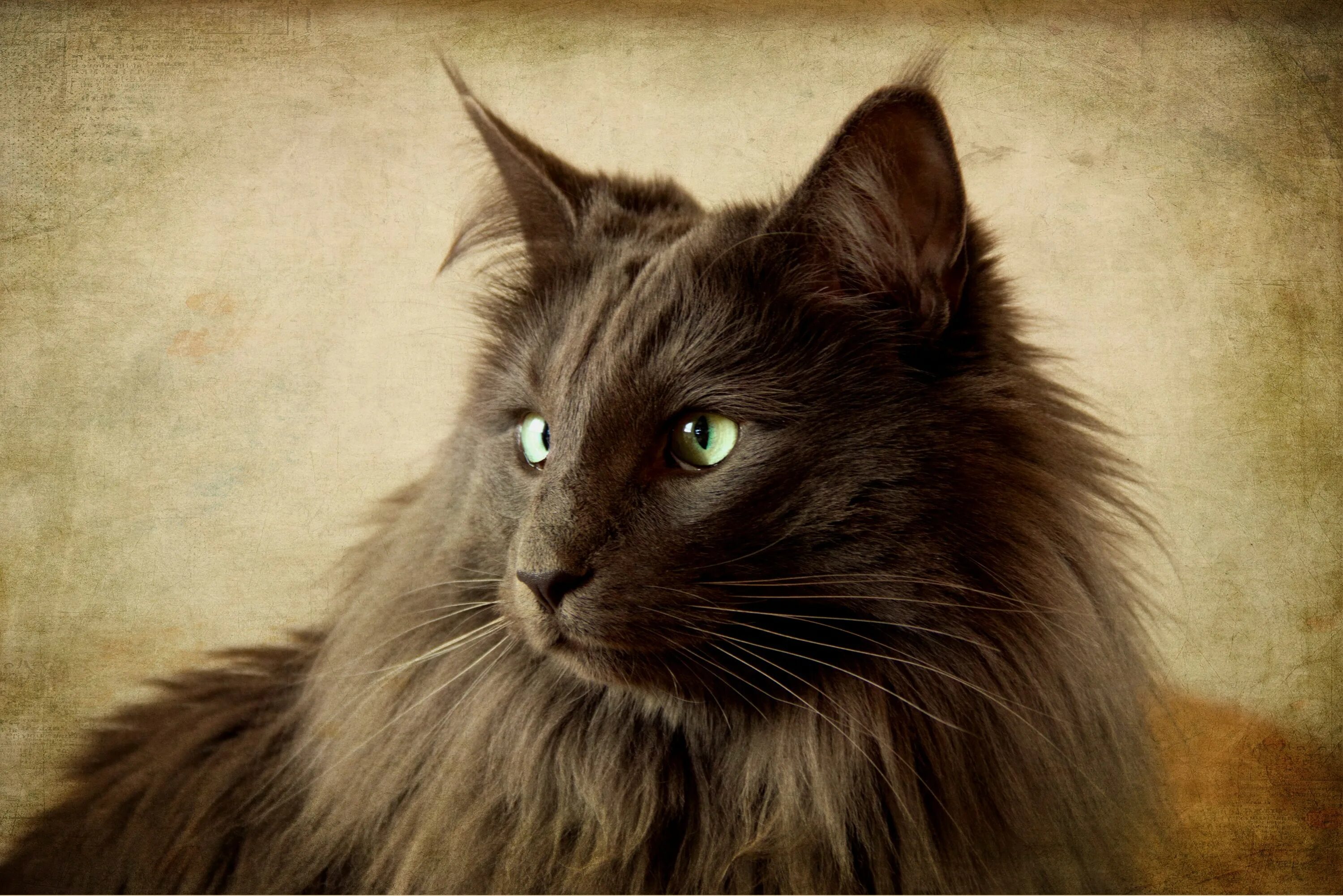 сибирский нибелунг. коты воители синяя звезда арт. кот в тумане. туманный кот. рыжий кот на улице эстетика.