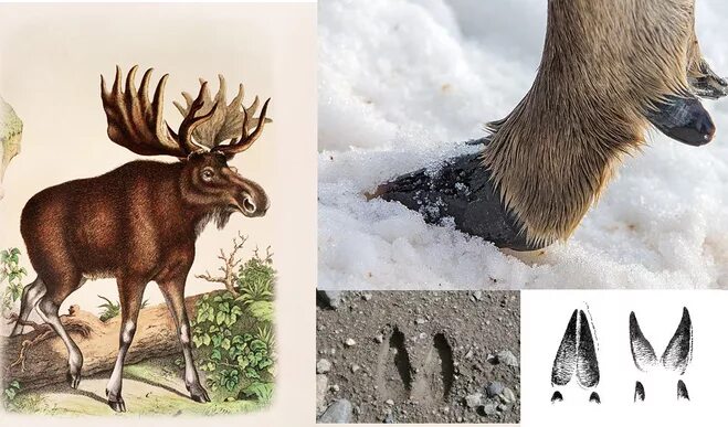 лось вскрылся в лесу