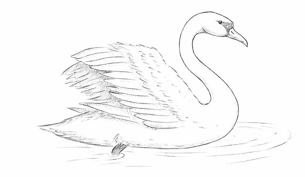 Нарисовать рисунок лебедушка. Лебедь шипун рисунок. Лебедь рисунок карандашом. Рисунок лебедя для срисовки. Лебедь рисунок карандашом для срисовки.