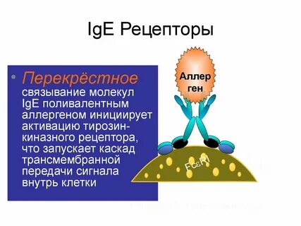 Аллергия презентация
