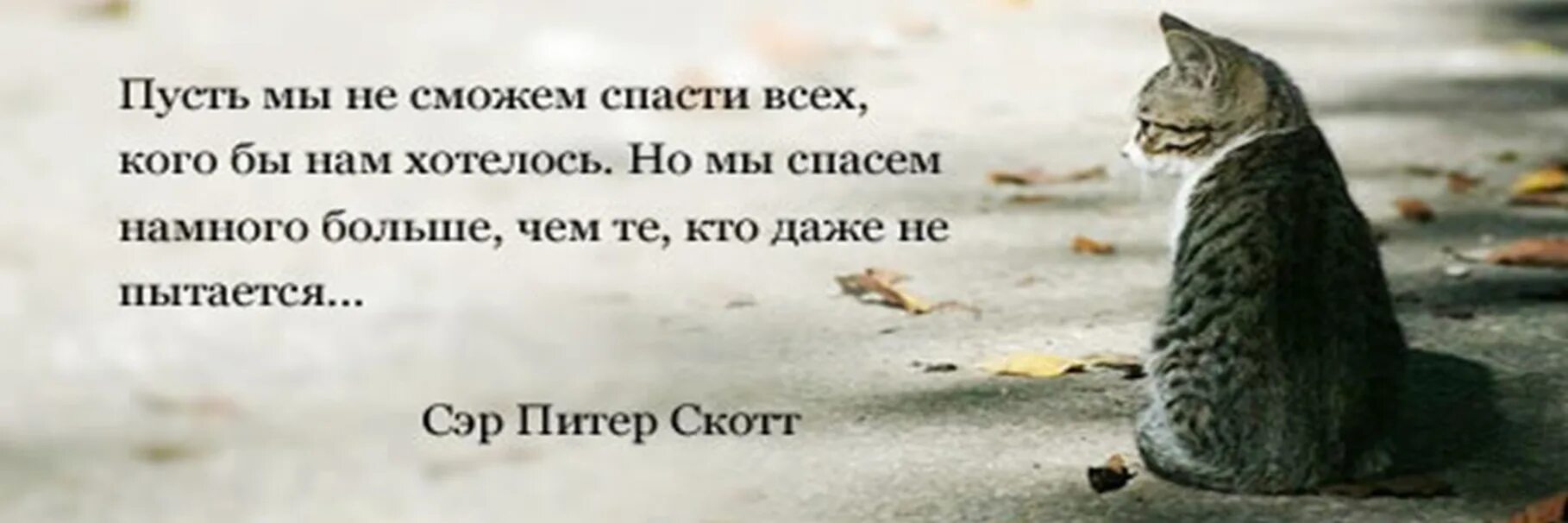 Говорила что утонешь. Пусть мы не можем спасти всех. Пусть мы не сможем спасти всех. Афоризмы о помощи животным. Цитаты про животных.