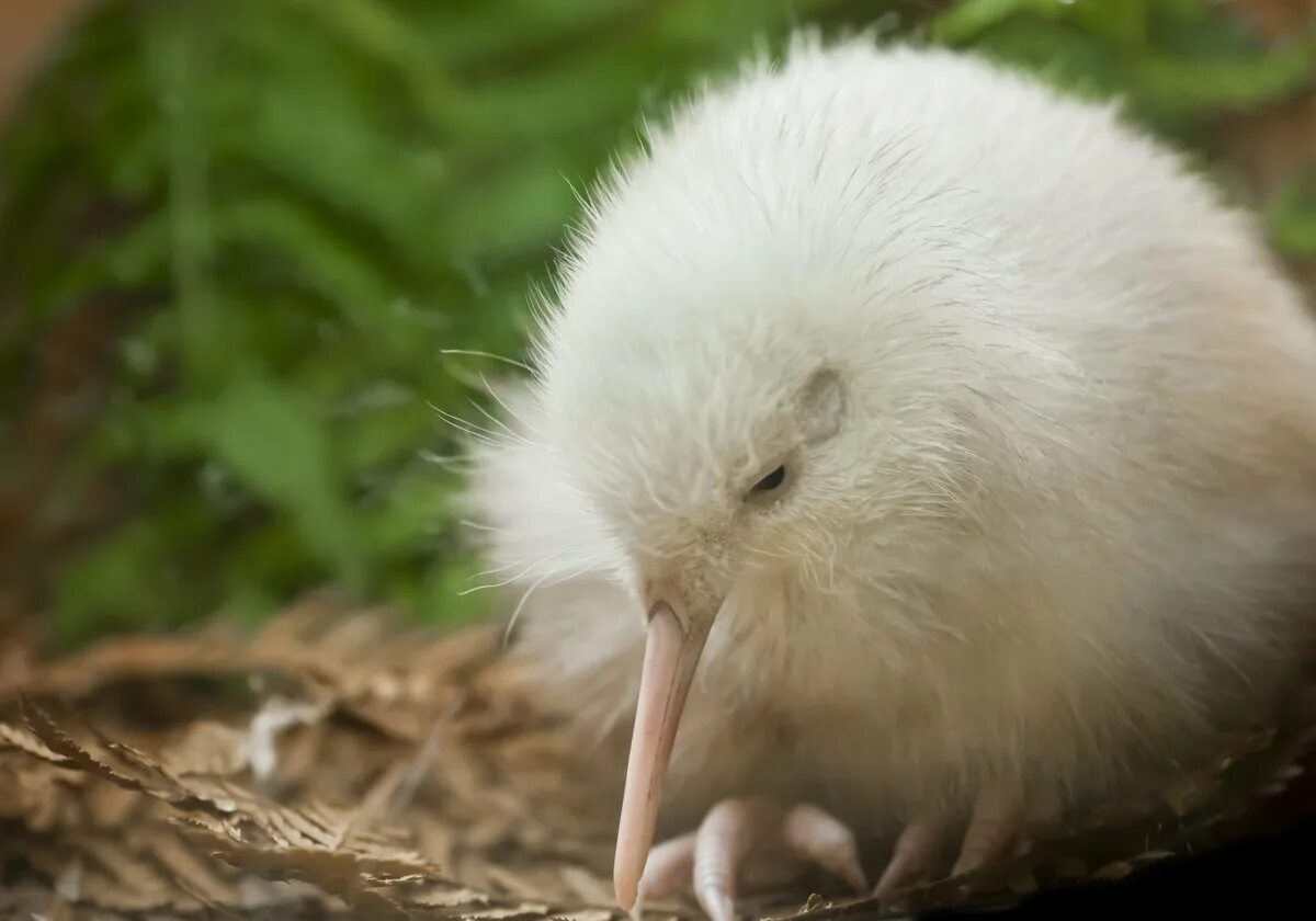Киви класс. Птица киви птенец. Киви альбинос. Птица киви альбинос. Птица киви в новой Зеландии.