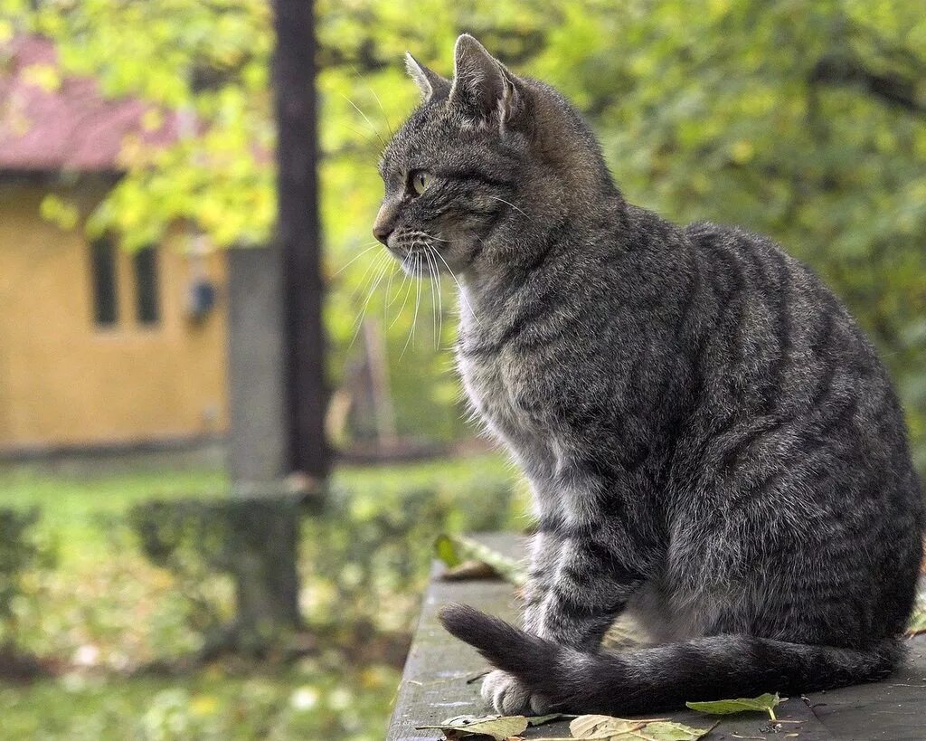 Котик боком
