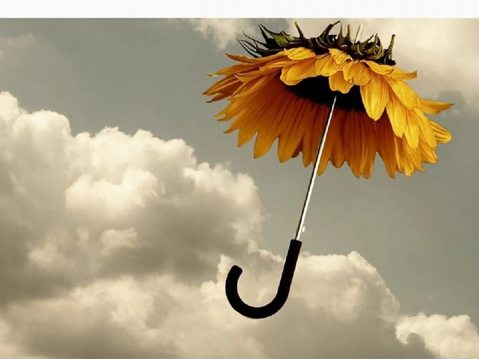 Не бывает напрасным прекрасное. Живи сегодняшним днем цитаты. Красивые картины со смыслом. Доброе утро философия. Умение любить и прощать.