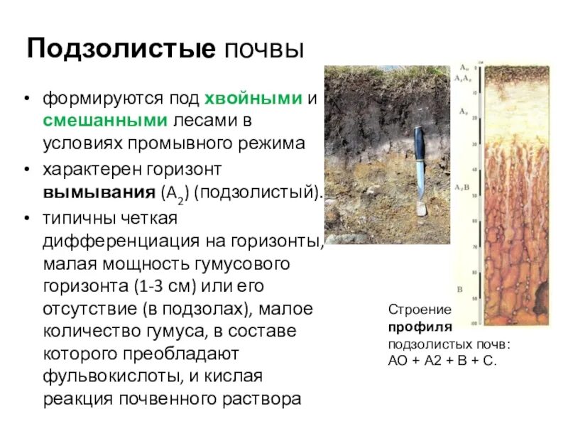 Дерново подзолистые в какой зоне. Гумусовый горизонт подзолистых почв. Разрез почвы дерново- подзолистой почвы. Строение профиля дерново-подзолистой почвы. Гумусовый горизонт подзолистых почв.
