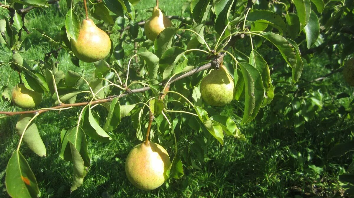 Какой сорт груши посадить