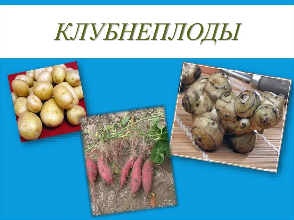 Какие овощи относятся к клубнеплодам. Клубнеплоды. клубнеплоды овощи. корнеплодных и клубнеплодных культур. классификация клубнеплодов.