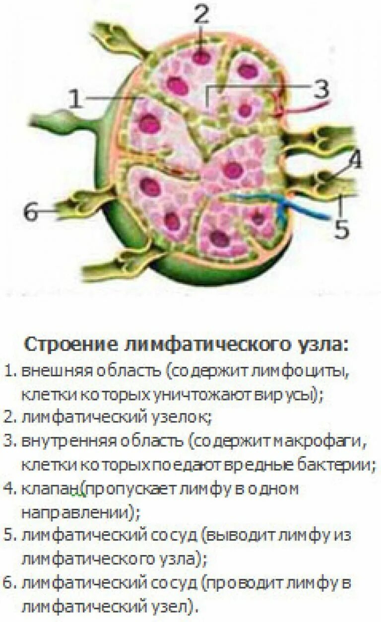 Схема строения лимфатического узла. Строение лимфатического сосуда и лимфатического узла. Расположение, строение, функции лимфатических узлов. Строение узлов лимфатической системы. Лимфоузлы структурны
