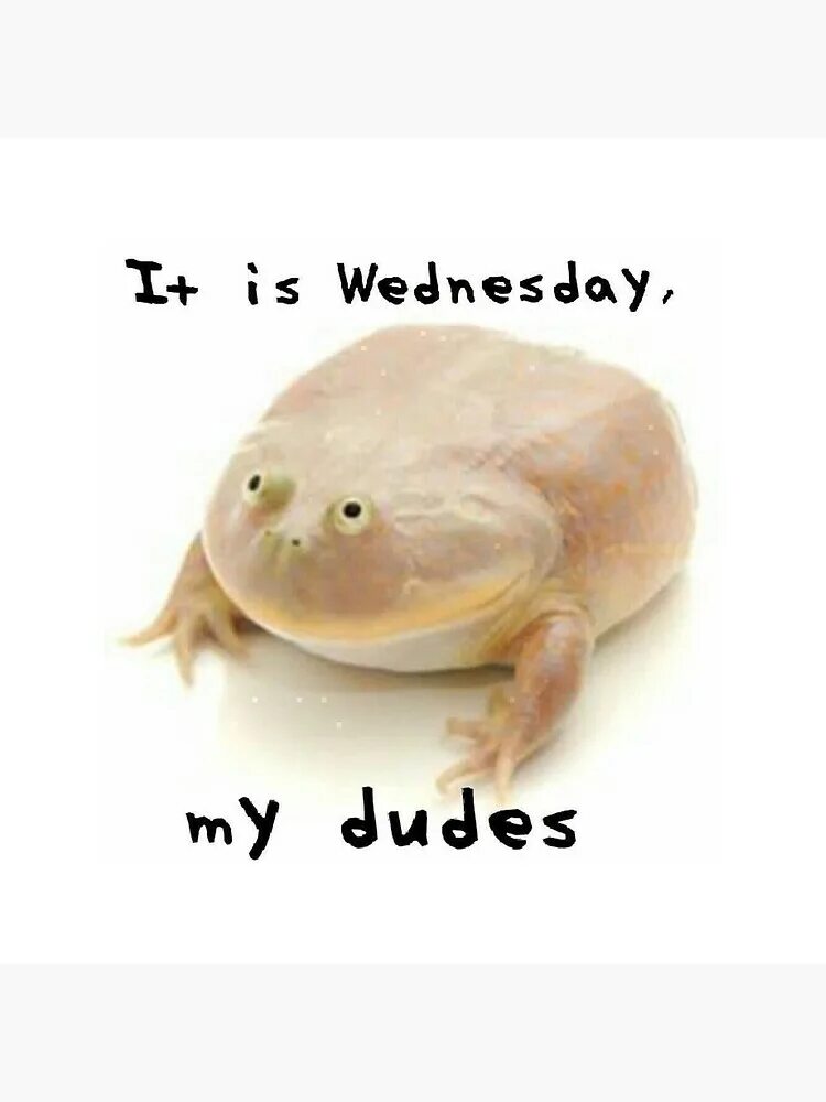 This is what its like. Wednesday my dudes. it wednesday my dudes жаба. its wednesday my dudes мем. лягушка wednesday.
