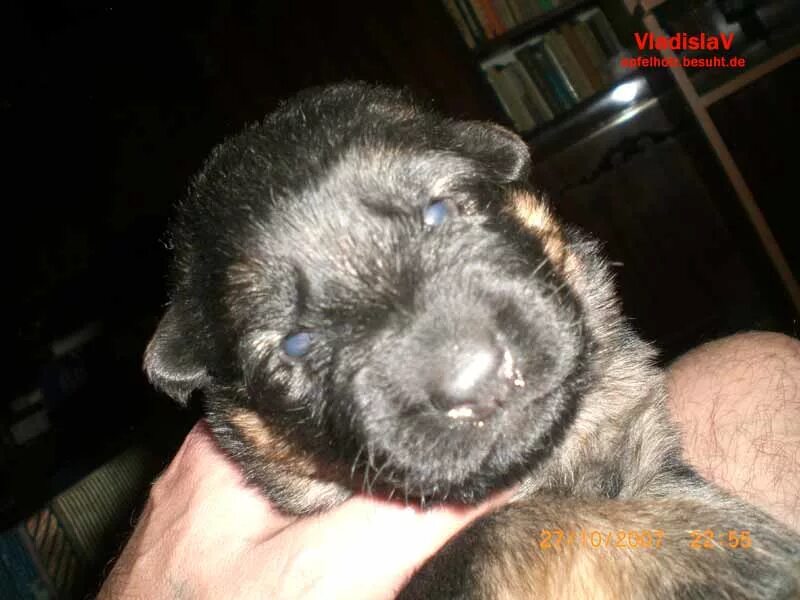 питомник 58. щенки немецкой овчарки 2 недели. щенки вео 2 недели. овчарка с щенками 2недельными. щенок длинношерстной немецкой овчарки 1 месяц.