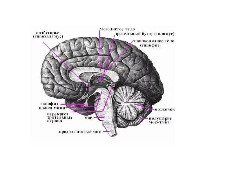 Большое полушарие мозолистое тело мост гипоталамус. Зрительный Перекрест гипоталамуса. Мозолистое тело зрительный бугор. Мозговые структуры памяти. Зона памяти в мозге.