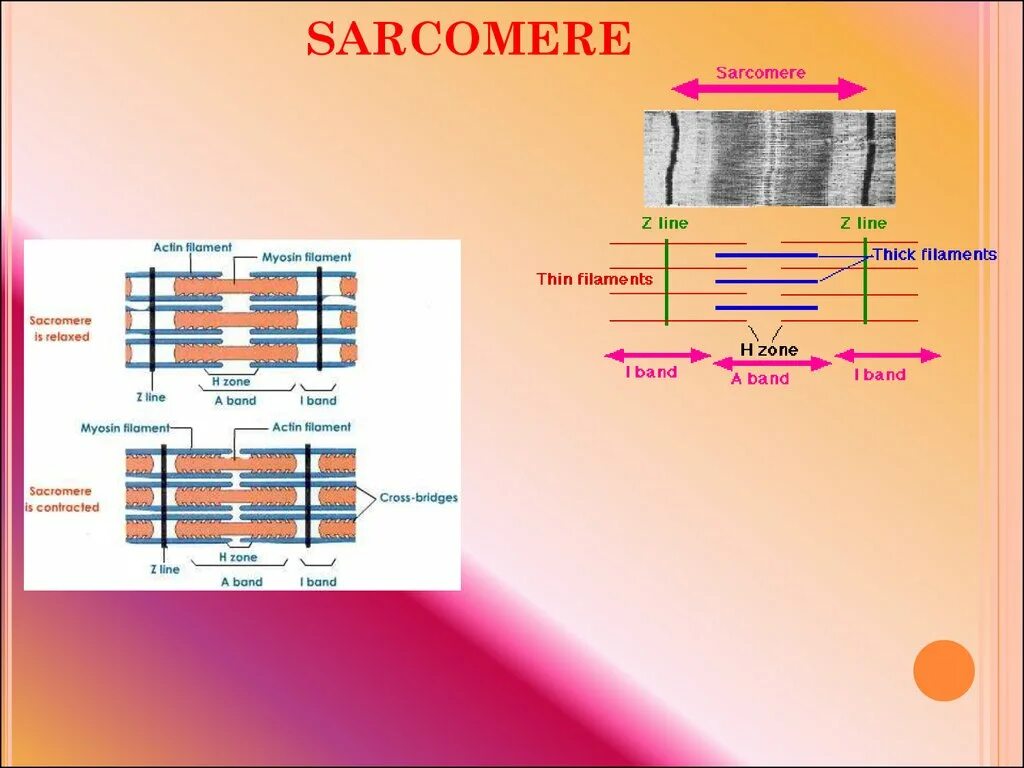 Сокращение саркомера. Саркомер гистология. Строение саркомера. Структура саркомера. Саркомер строение.