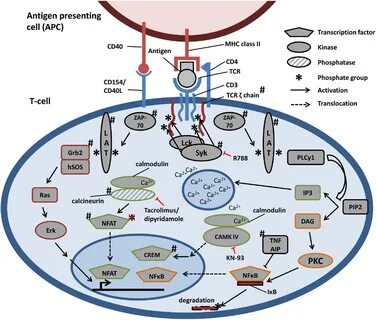 Cellular signaling