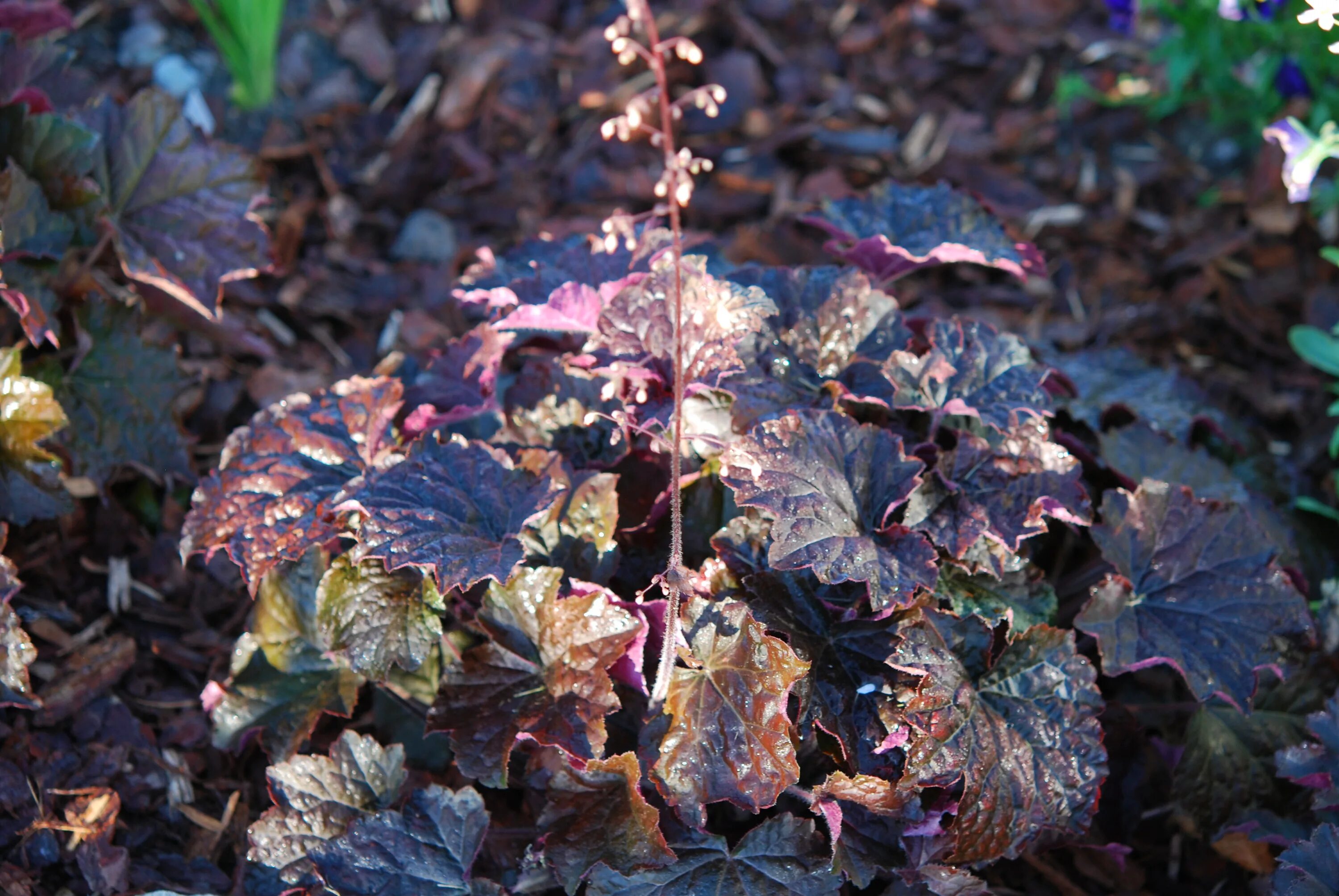 гейхера пэлас перпл. гейхера палас пурпл. гейхера пэлас перпл. гейхера палас парпл. гейхера палас пурпл.