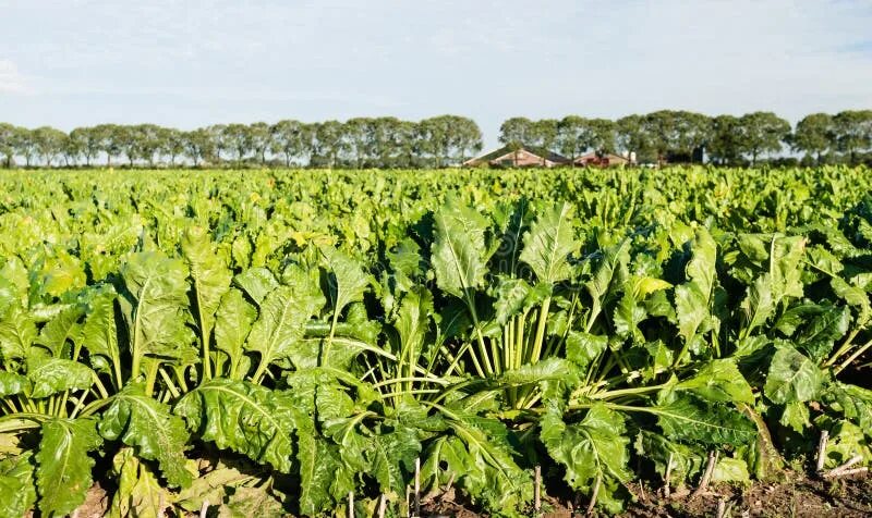 Sugar Beet Field Images Browse 8,987 Stock Photos, Vectors, and Video Adobe St