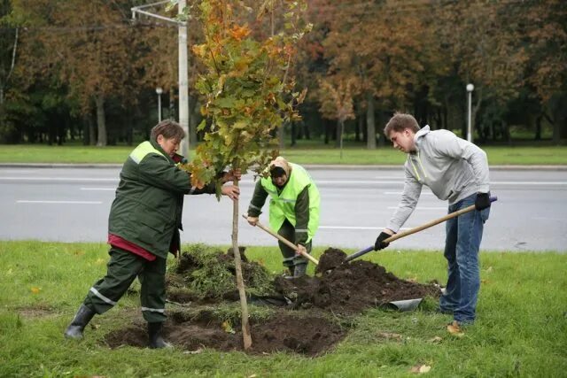 В старом парке есть кленовая аллея. Уп бровки Минскзеленстрой.