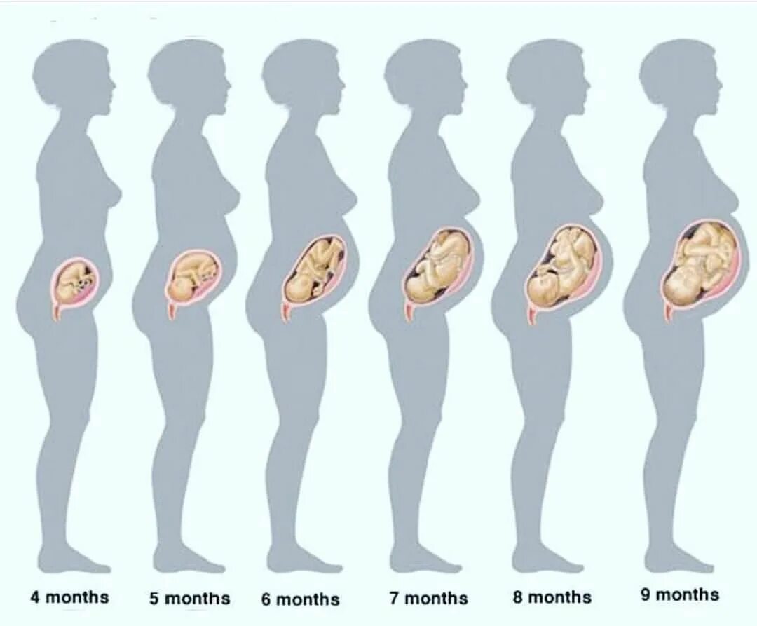 Развивание ребенка по неделям беременности. Стадии развития плода при беременности по неделям. Ребенок в животе по неделям беременности. Эмбрион по месяцам беременности. 9 ощущается