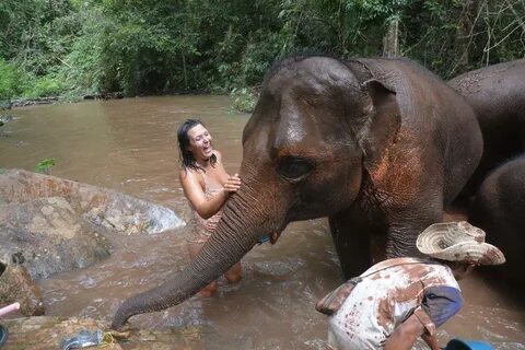 Thailand: an birthday party with elephants. 