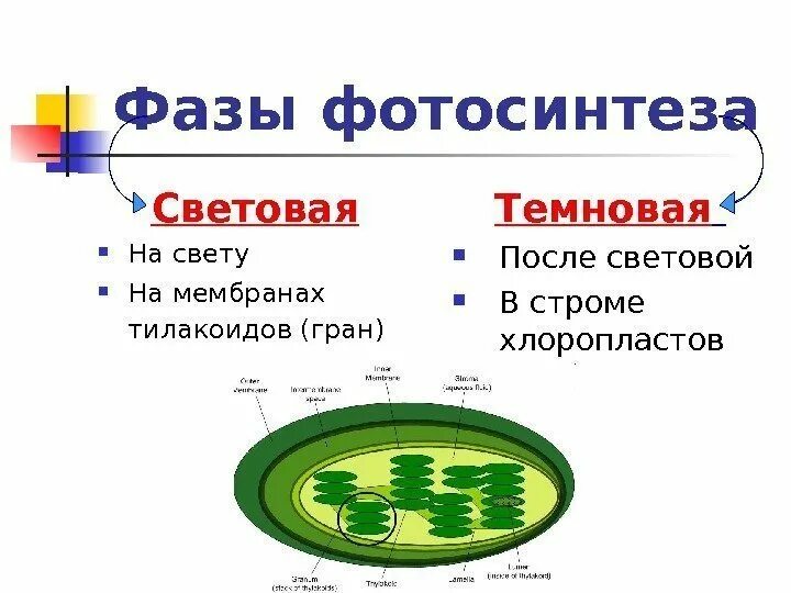 Темновая фаза где. Световая фаза фотосинтеза на мембране тилакоида. Световая фаза на мембране тилакоидов. Фотосинтез мембрана тилакоида. Строение хлоропласта фотосинтез.