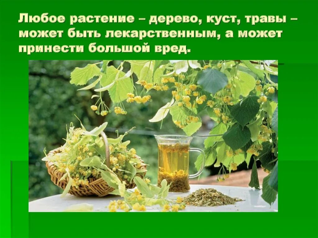 защита растений в природе. нужна любому растению. условия необходимые для жизни растений. нужна любому растению. нужна любому растению.