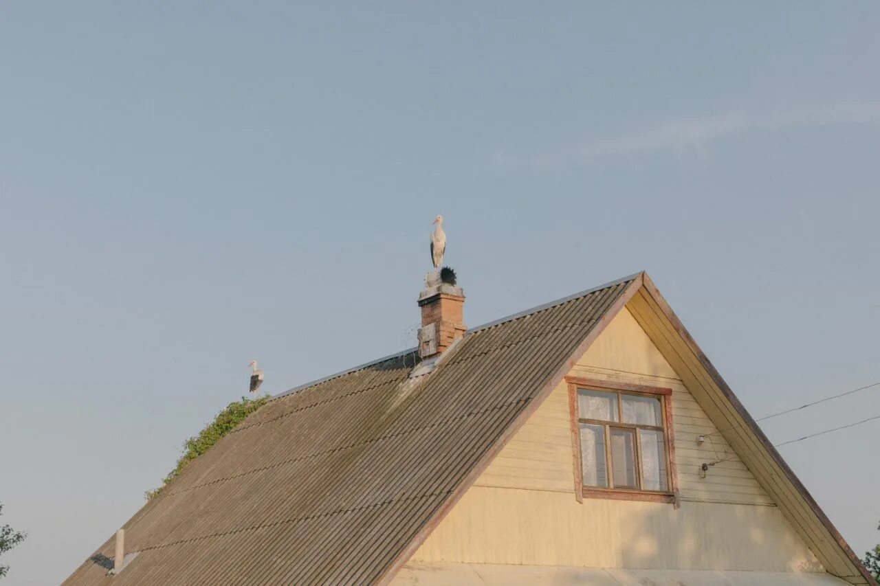 Аист сидит на крыше
