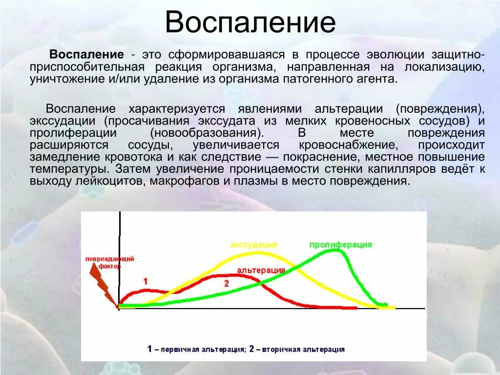 Воспалительный процесс. Реакция организма на воспаление. Почему появляются воспаления