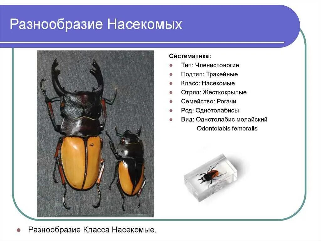 Тип развития жесткокрылых. Тип развития жесткокрылых