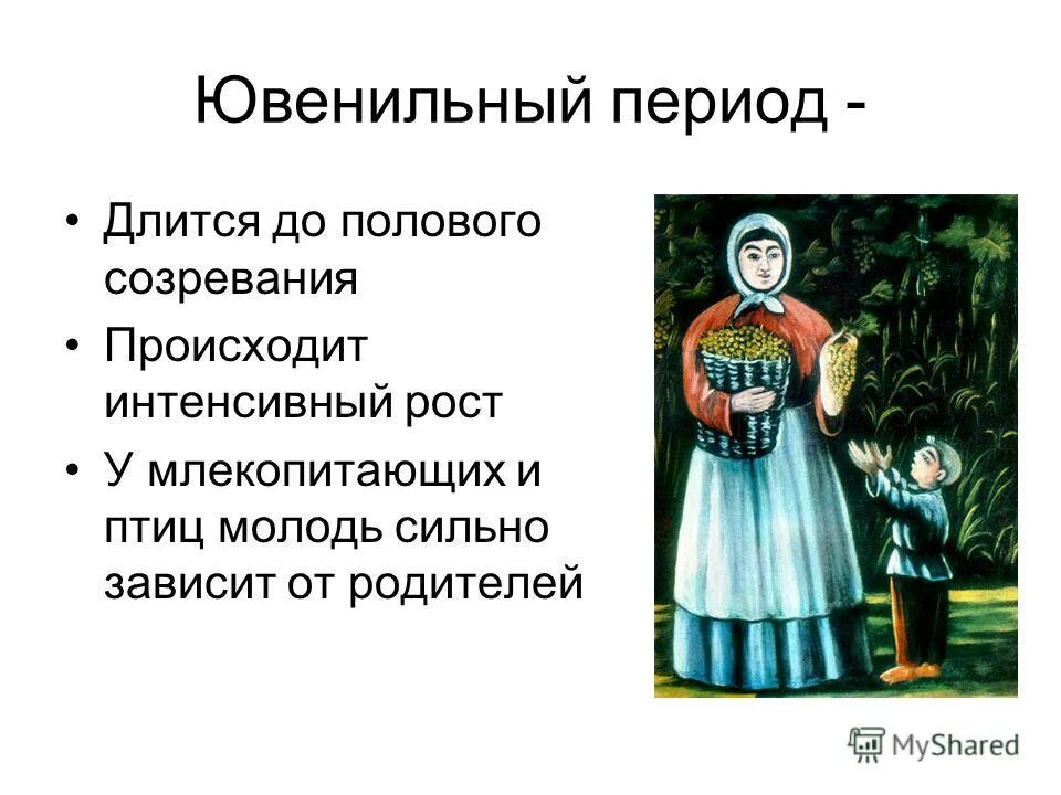 ювенильный период это. ювенильный период онтогенеза. ювенильный период. ювенильный возраст. ювенильный период развития.