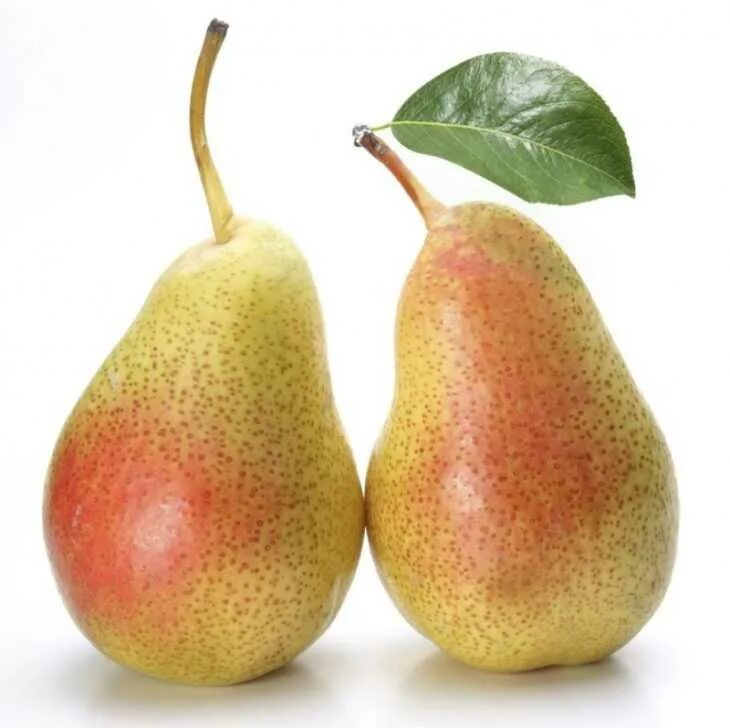 Сорт груши киффер. Груша чижовская, позднелетний. Груша маша. Груша большая. Груша маша.