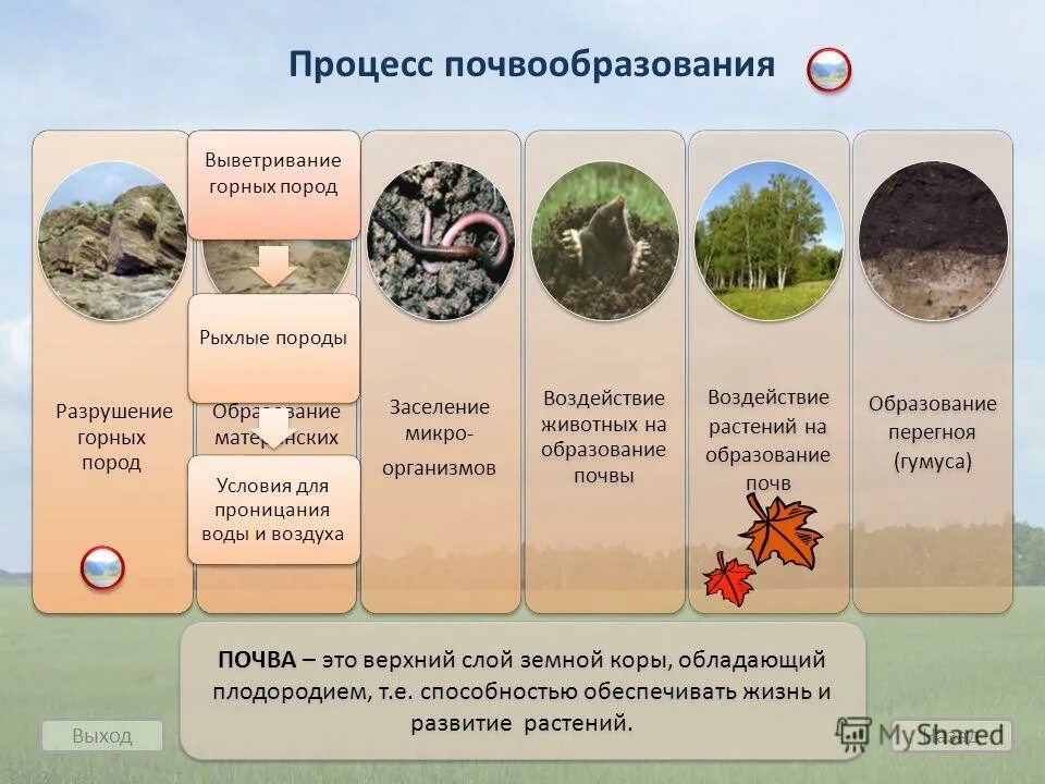 Процесс образования почвы. Процесс почвообразования. Процесс формирования почвы. Этапы почвообразования. Влияния почв на растительность