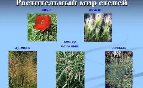 Какая растительность характерна для степей