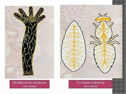 Диффузно узловая нервная система характерна