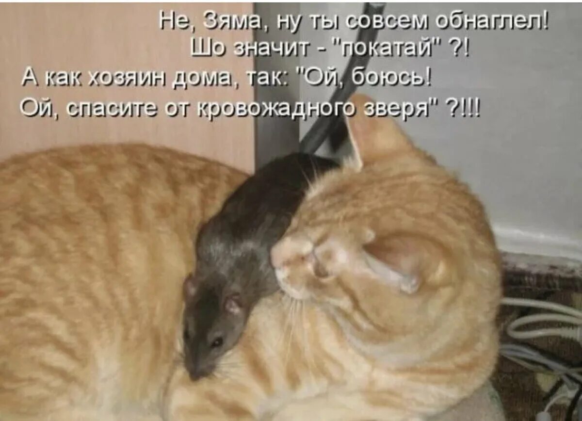 Смешные котики с подписями. Забавные коты с подписями. Смешной кот с подписью. Смешные котята с подписями. Совсем соглашаешься