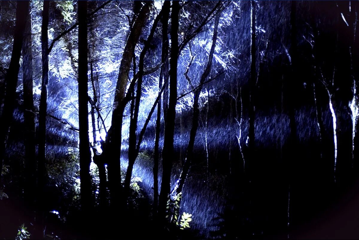 фотка страшного леса. темный лес. темны1 лес. страшный лес. страшный ночной лес.