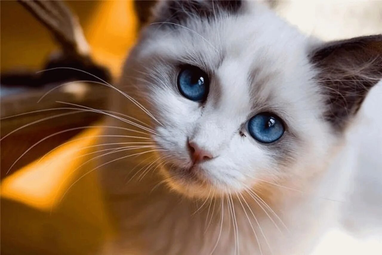Глазки кошечки. Красивые кошки. Красивый кот. Кошка с красивыми глазами. Самые красивые кошечки.
