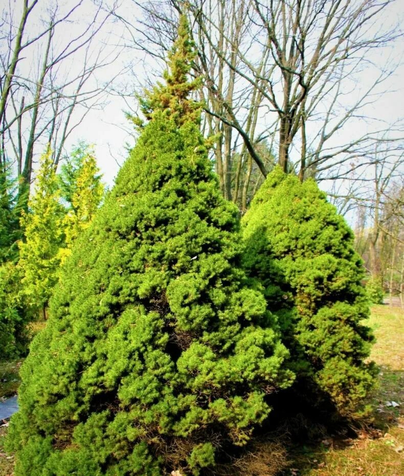 Ель канадская Коника Спиди. Карликовая ель Коника. Picea glauca conica Compact. Ель Коника на штамбе. Ель коника высота