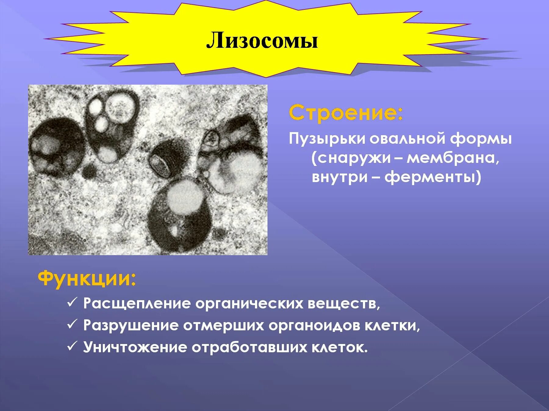 В состав каких клеток входит лизосома. Лизосома функции органоида. Строение и функции лизосомы клетки. Функции лизосомы в животной клетке. Лизосомы структура и функции.