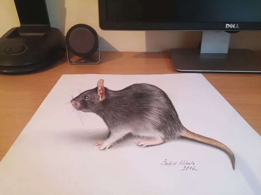 Реалистичная крыса. Мышка грызун 3д. Мышь рисунок реалистичный. Крыса рисунок реалистичный.
