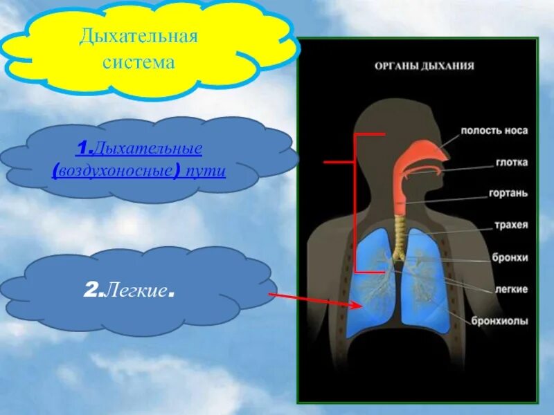 Дыхание 1 уровень. Воздухоносные дыхательные пути. Схема воздухоносных путей. Воздухоносные пути дыхательной системы. Структура и функции воздухоносных путей.