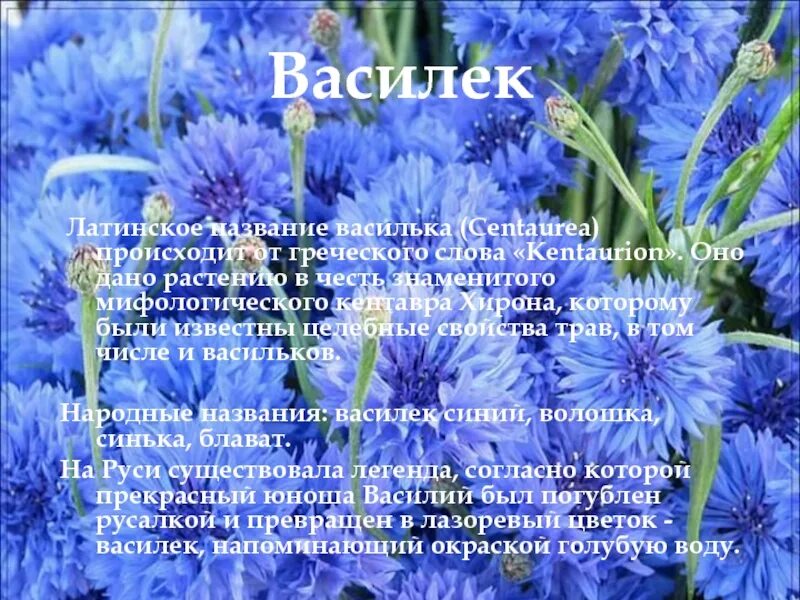 Василек стих. Василек с днем рождения. Девиз Василек в детском саду. Отряд васильки. Васильки поздравление.