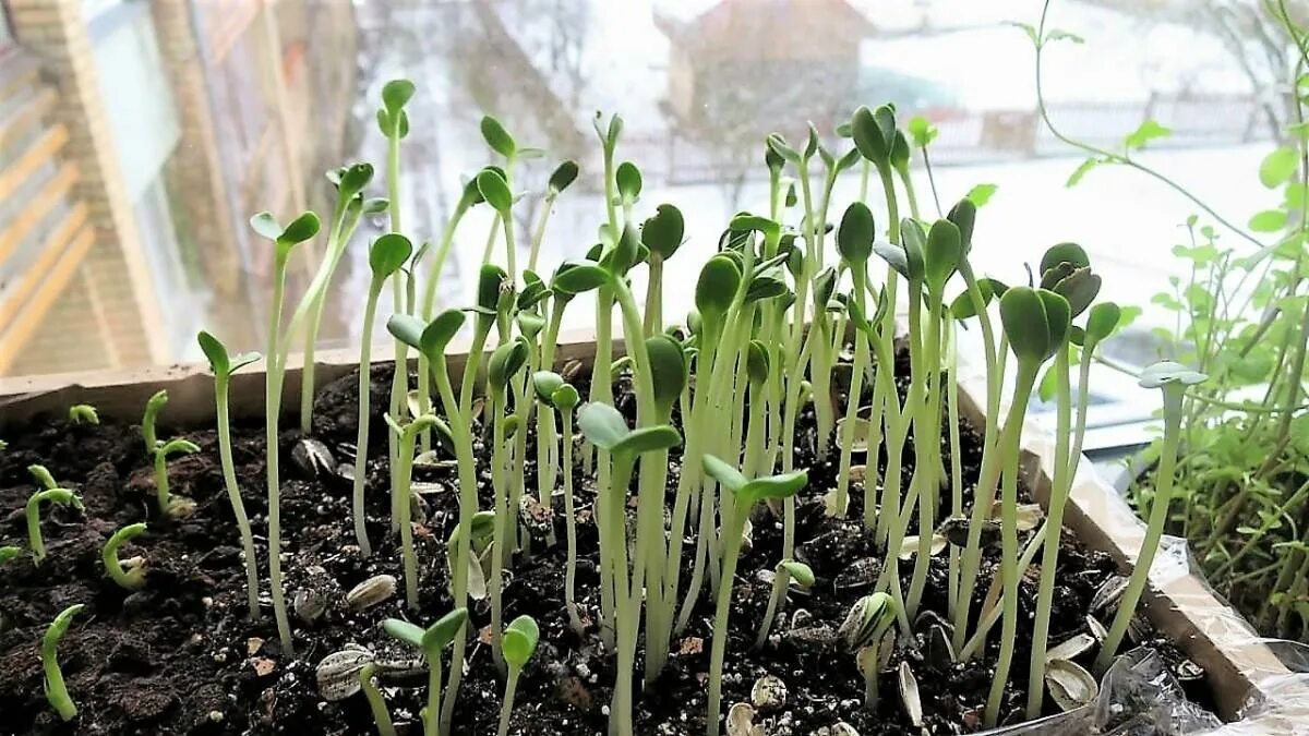 рассада огурцов. какое самое маленькое семечко. росток подсолнуха. микрозелень редис. как выглядит росток подсолнуха.