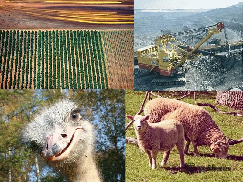 австралийский союз сельское хозяйство. ведущая отрасль сельского хозяйства австралии. отрасли специализации промышленности австралии. хозяйственная деятельность в стране австралия. ведущие отрасли хозяйства австралии.