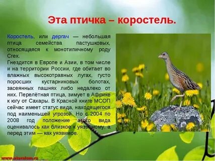 Какая птица живет не на лугу