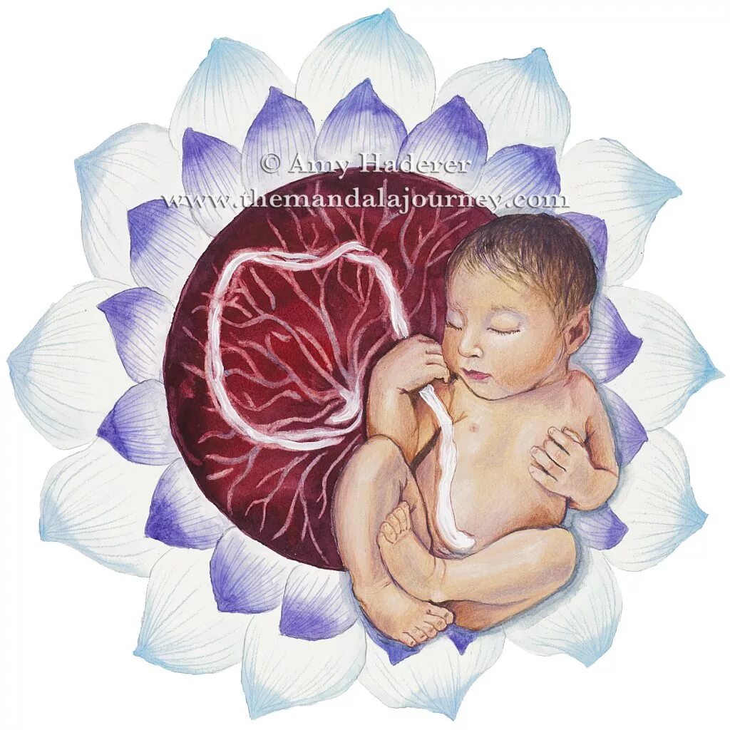 Музыка для малыша в утробе. Плацента Лотосовое рождение. Робин Лим плацента. Малыш в утробе матери.