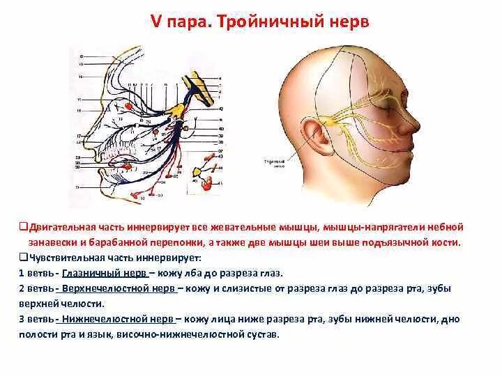 Можно греть тройничный нерв. Двигательный корешок тройничного нерва. Мышечные ветви тройничного нерва. Двигательные ветви тройничного нерва иннервируют мышцы. Жевательные мышцы иннервируются нервом.