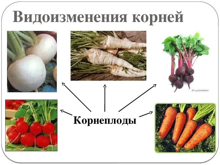 Капуста видоизмененный корень. Корнеплоды биология 6 класс. Корнеплоды видоизменения корня. Корнеплод это видоизменение.